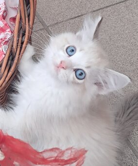 Koťátka ragdoll s PP - 4