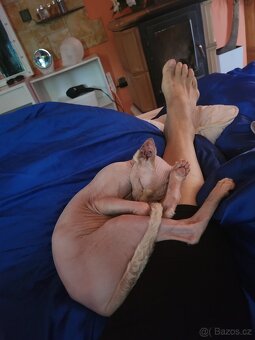 Sphynx - 4