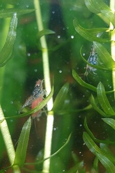 Krevetky neocaridina mix - 4