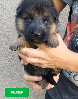 Německý ovčák-štěňátka typ Rex k rezervaci-odběr říjen - 4
