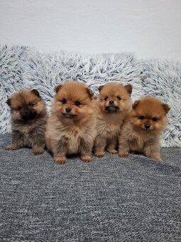 Pomeranian - 4