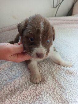 Australský ovčák bez PP - 4