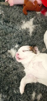 Čínský chocholatý pes - 4