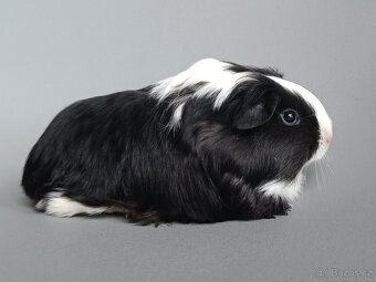 Dlouhosrsté morče - šeltie - 4