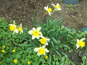 Narcis cibulky - květiny - 4