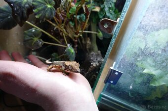 Pagekon řasnatý, Anolisové - 4