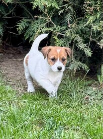 Jack Russell terier - stenata s pp - 4