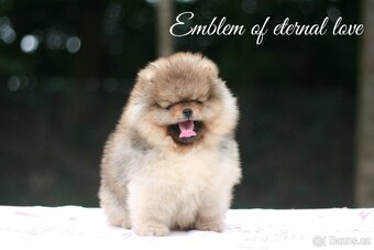 Pomeranian FCI - 4