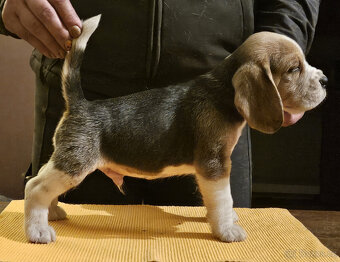 Bígl štěňátka - 4