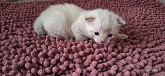 Bengálská kočička do chovu s PP - 4