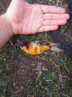 Jezírkové ryby na prodej - 4