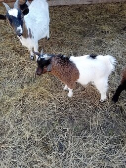 Holandský kozlík - 4