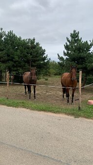 Pastevní ustájení 24/7 - 4