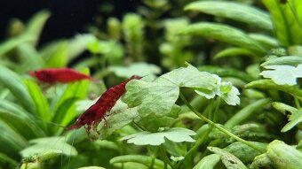 Neocaridina Davidi var. Blood Mary - 4
