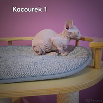 Kanadský sphynx - 4
