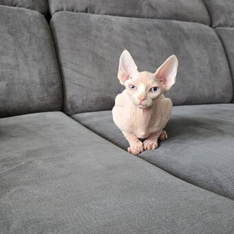 Kanadský sphynx - 4