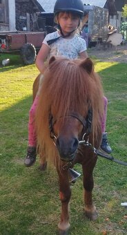 Shetland pony,aj výmena - 4