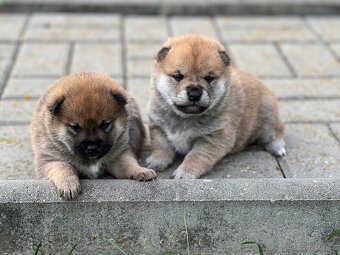 Shiba Inu s PP - 4