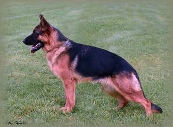 Německý ovčák štěňata s PP roční fena - 4