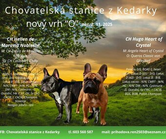 Francouzský buldoček s PP - 4