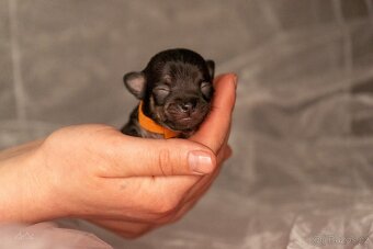 Čivavy chlapeček - 4