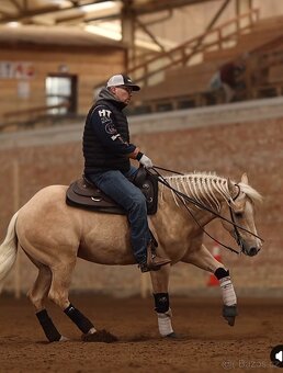 Na prodej 7letý valach plemene Quarter Horse (QH) - 4