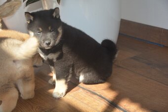 Shiba inu s průkazem původu - 4