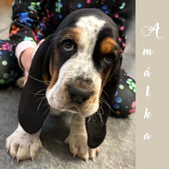 Basset Hound - štěňátka - 4