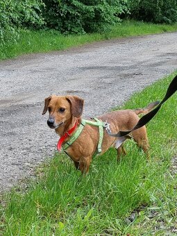 ENDY K ADOPCI - akční, přátelský jezevčík - 4