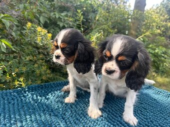 Kavalír King Charles Španěl tricolor - 4