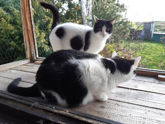 Rozárka s mámou Macinkou čekají na společný domov - 4