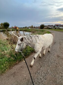 Pony S -  3 letý - 4