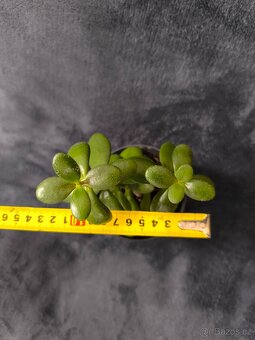 Tlustice, crassula - 4