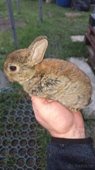 Zakrslý králík - 4