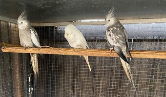 Korela,andulka,p.zpěvavý - 4