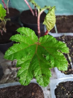 Gunnera manicata - 4