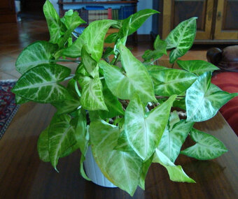 Pokojové rostliny ŠPLHAVICE, POTOS - 4