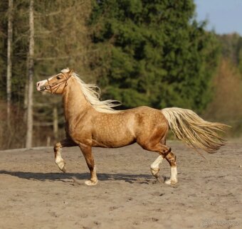 Připouštění Welsh Cob D Isabel barva - 4