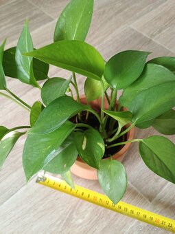 Šplhavnice neboli Epipremnum, Pothos - 4
