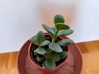 Tlustice vejčitá - crassula ovata - 4
