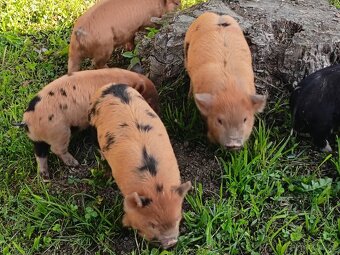 Selata kune kune - 4