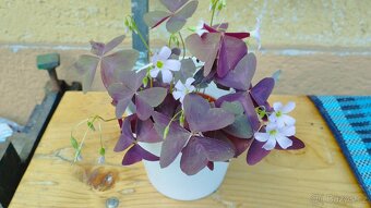 Oxalis triangularis, šťavel purpurový - 4