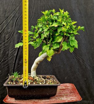 Bonsai, Bonsaj -Ibisek syrsky 5 - 4