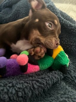 American Bully Micro/exotik s PP - 4