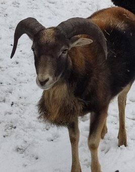 Beránek, kamerunska ovce - 4