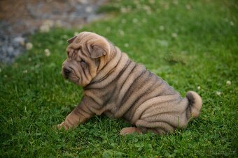 šarpej sharpei - 4
