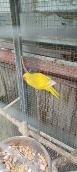 Kakariki - 4