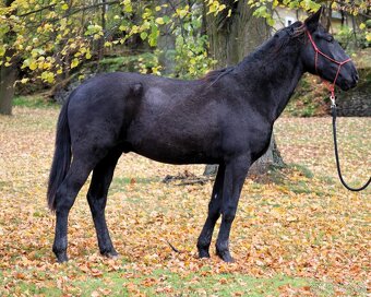 Karačájevský kůň - 4