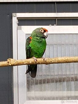 Papoušek konžský gulielmi gulielmi 1.0 vyměním - 4