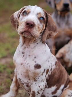 Louisianský leopardí pes - Louisiana Catahoula s PP - 4